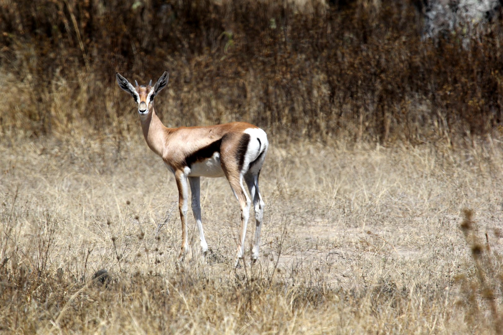 Bright's Gazelle (Nanger notata) young