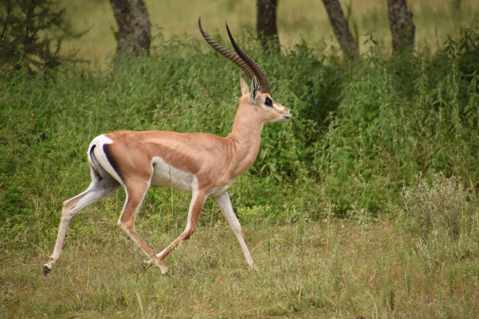 Bright's gazelle