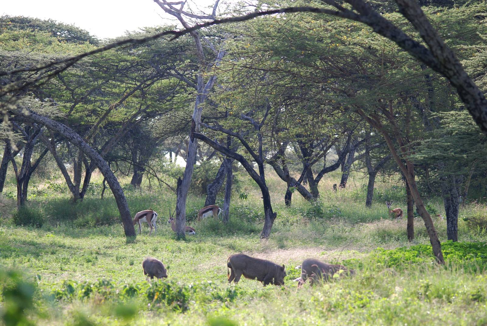 Bright's Gazelles and Common Warthogs at Abijatta-Shalla NP, 13/10/14