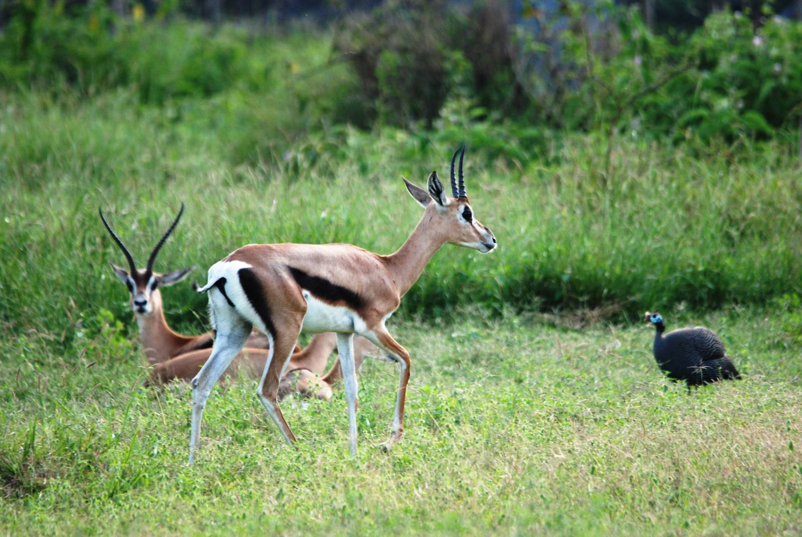 Bright's Gazelles and Helmeted Guineafowl at Abijatta-Shalla NP, 13/10/14