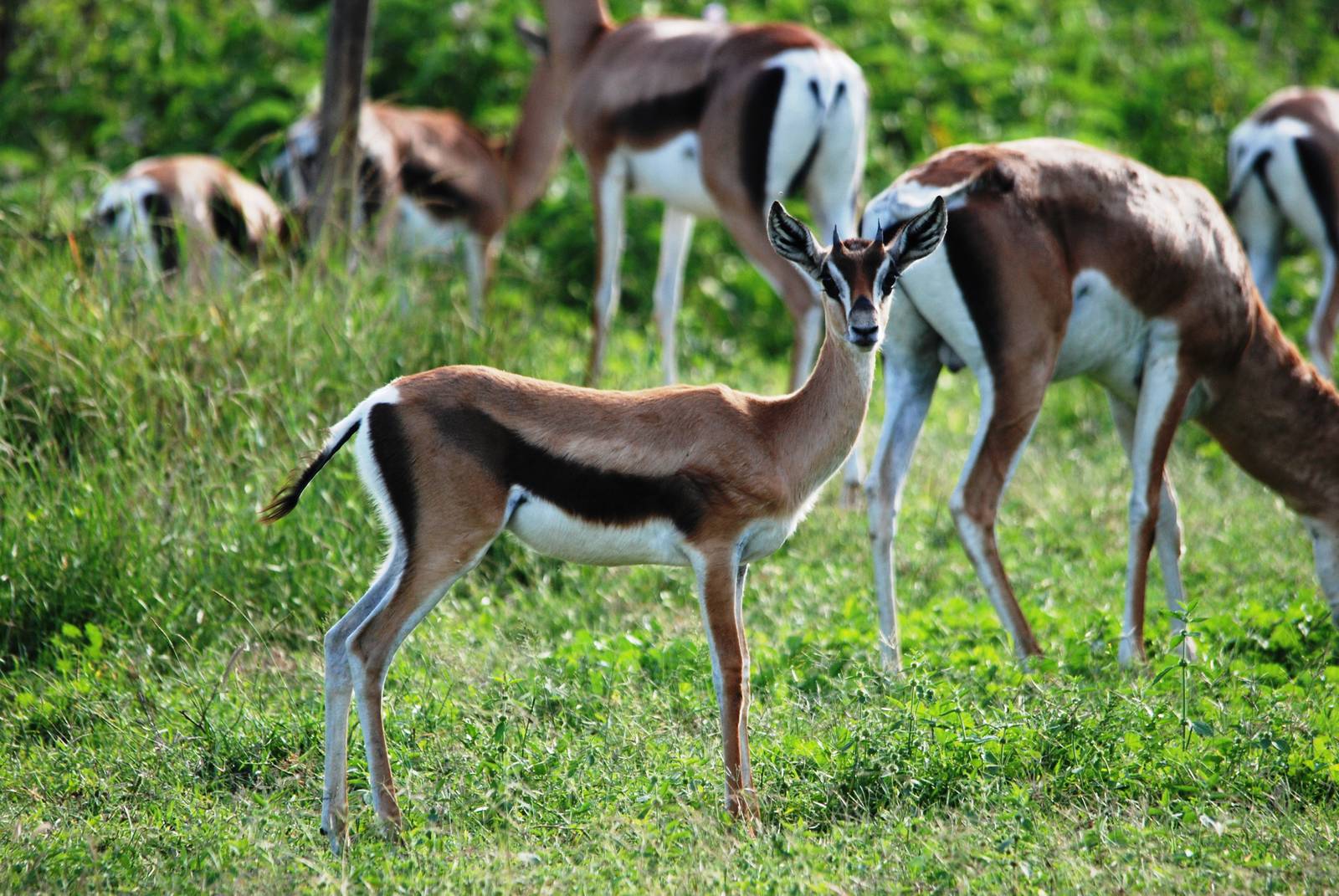 Bright's Gazelles at Abijatta-Shalla NP, 13/10/14