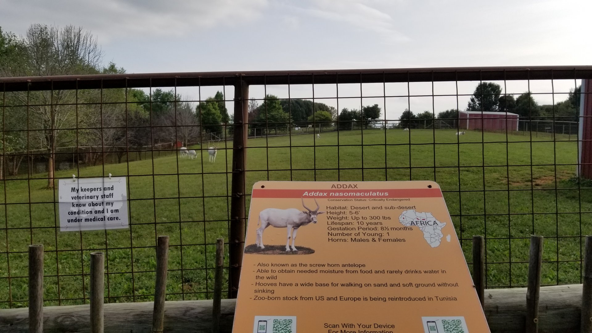 Brights Zoo - Addax yard