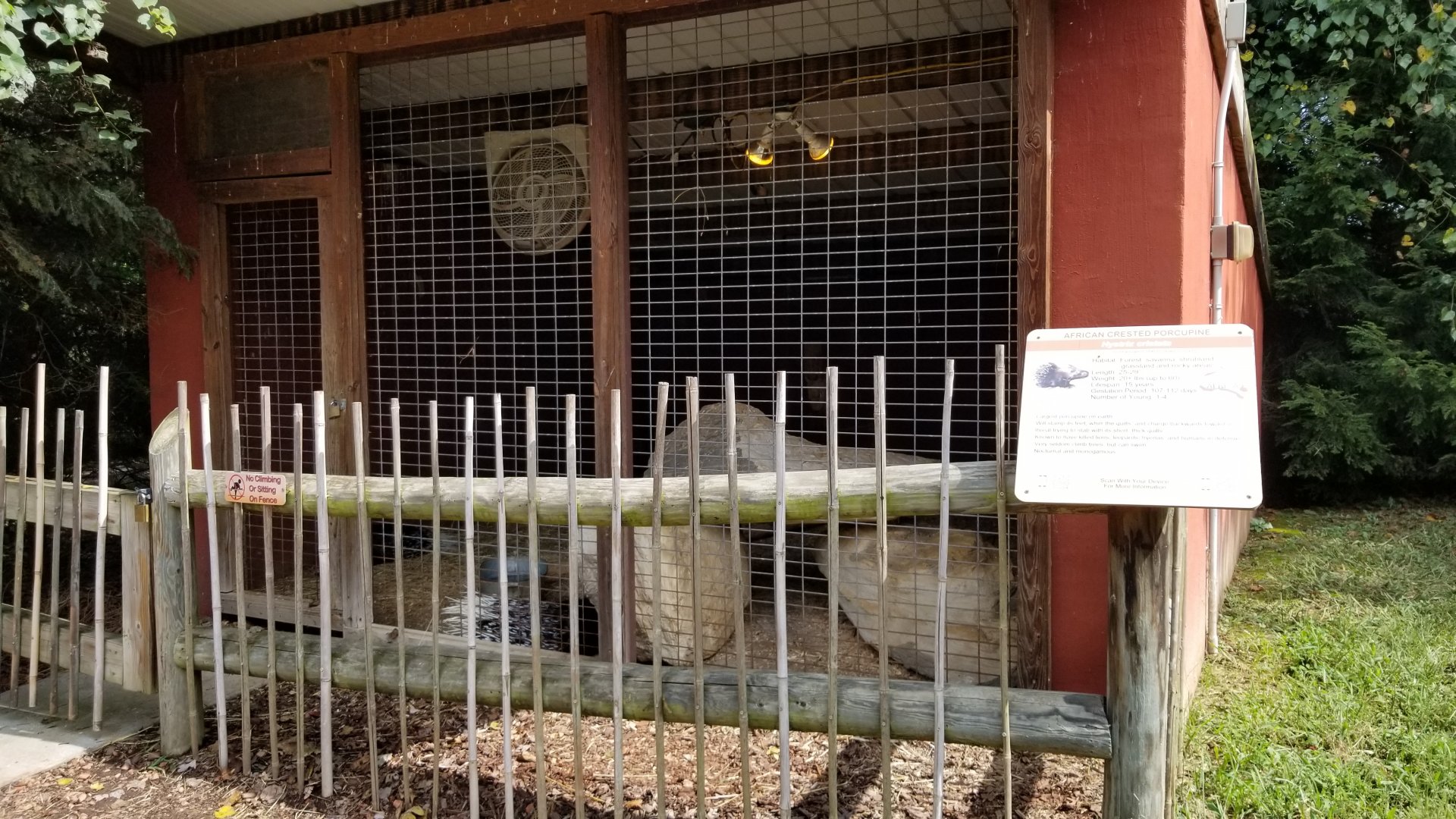 Brights Zoo - African Crested Porcupine