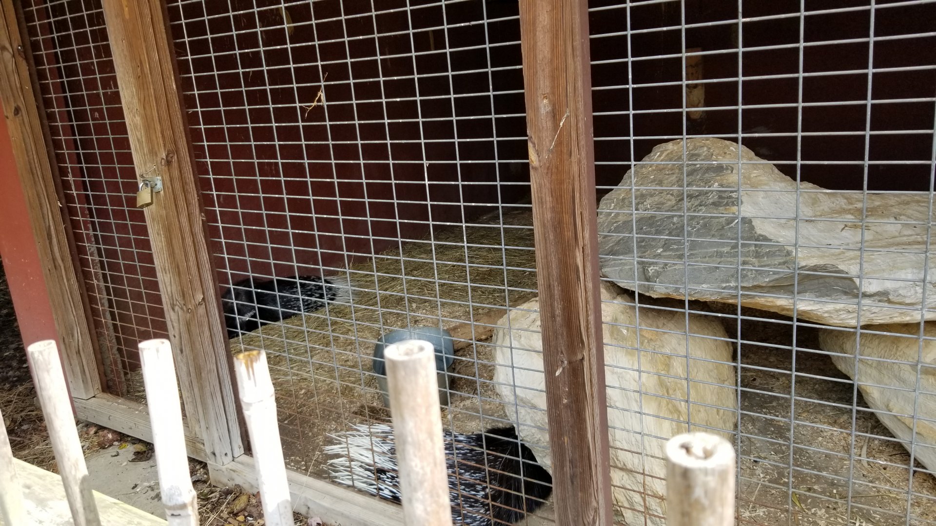 Brights Zoo - African Crested Porcupine