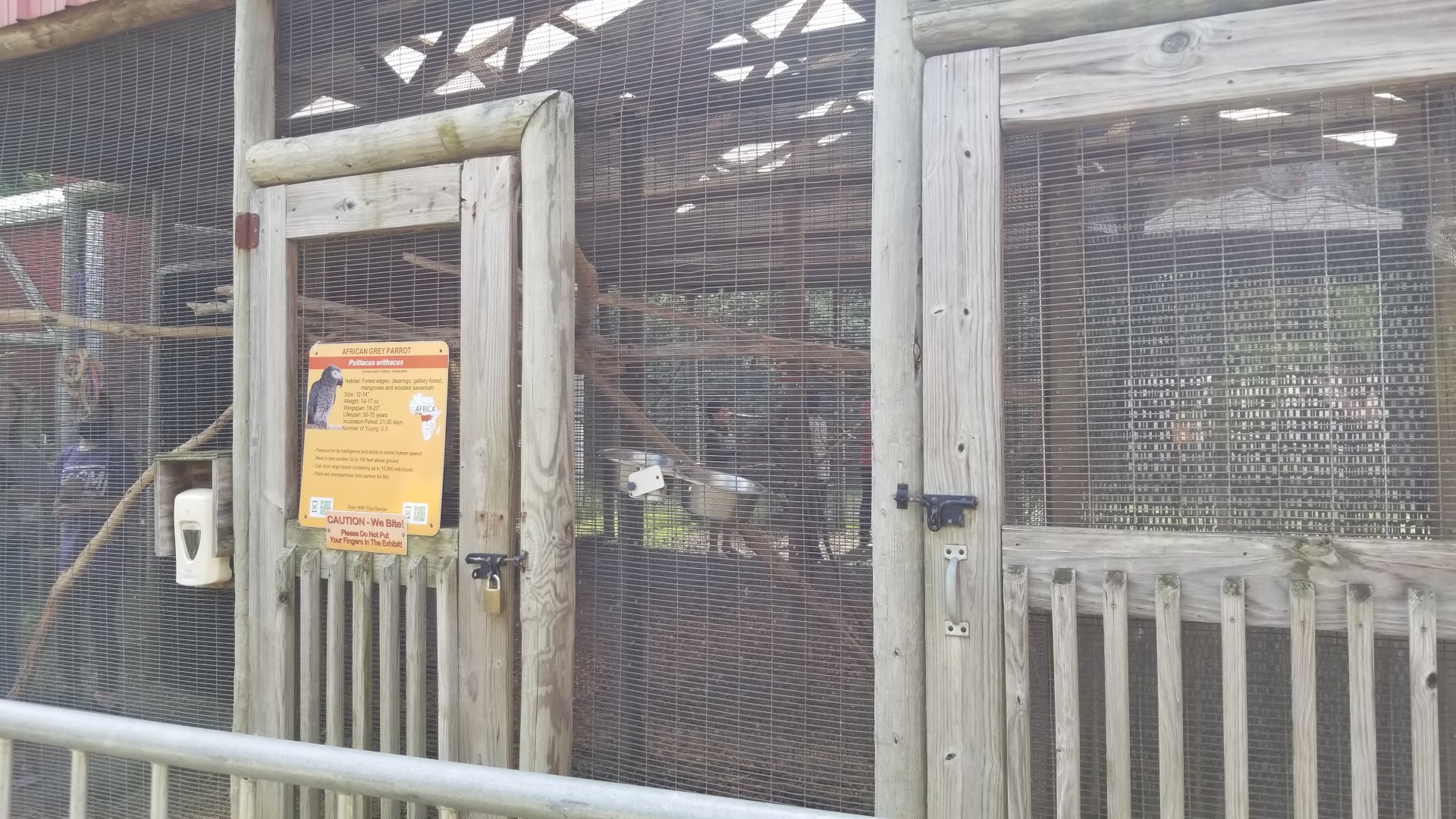 Brights Zoo - African Grey Parrot area, in front of Lorikeets