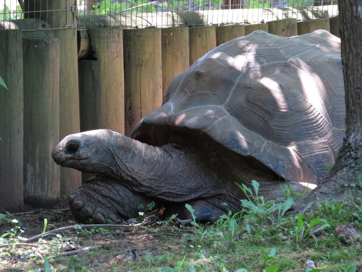 Brights Zoo Aldabra Giant Tortoise (Aldabrachelys gigantea) 07/04/2025 Big Daddy