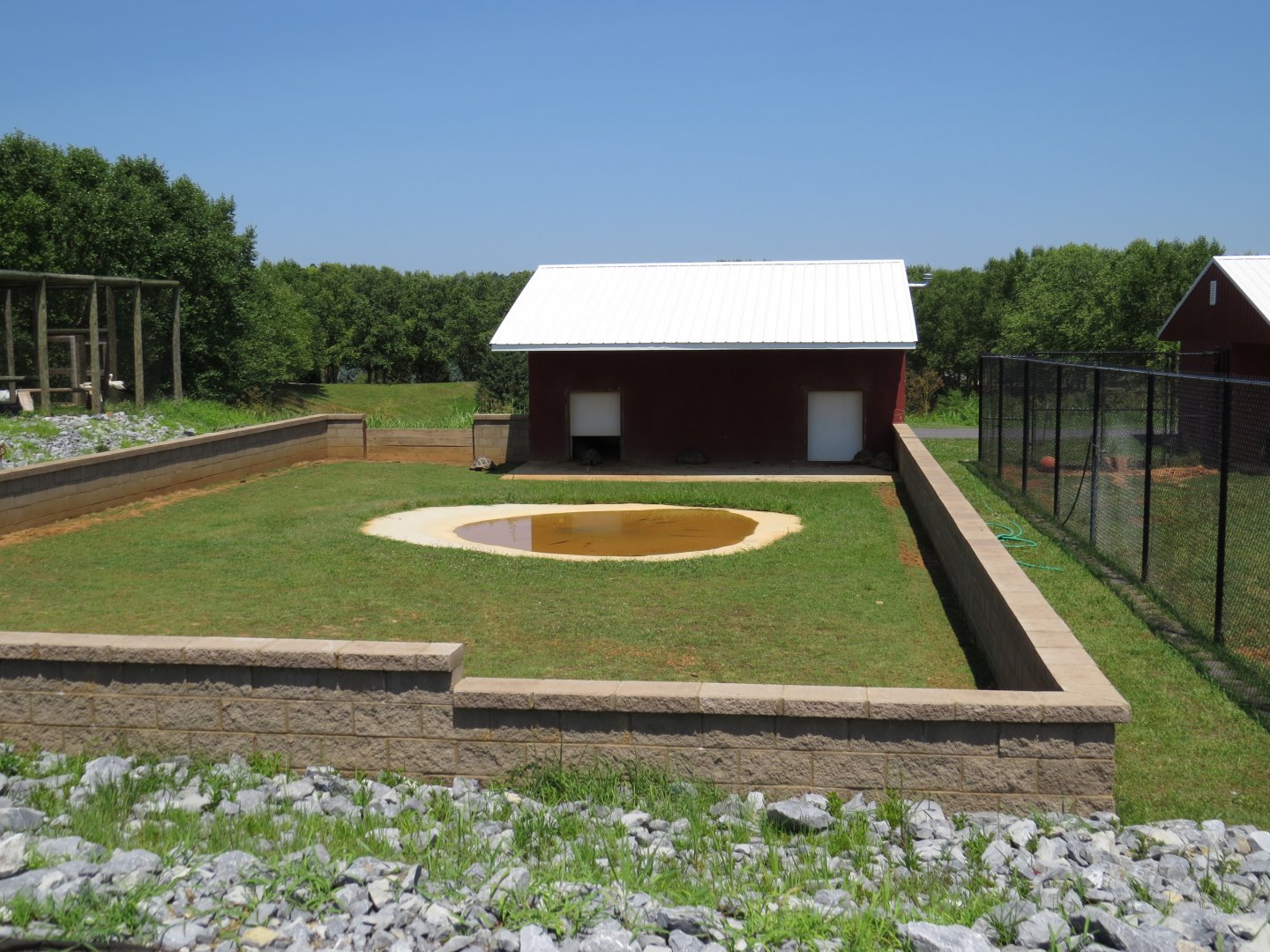 Brights Zoo Aldabra Giant Tortoise (Aldabrachelys gigantea) 07/04/2025 Enclosure