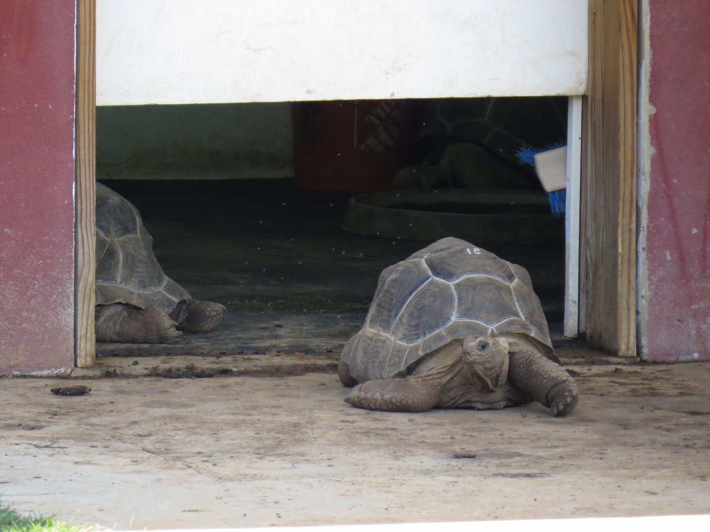 Brights Zoo Aldabra Giant Tortoise (Aldabrachelys gigantea) 07/04/2025 Juveniles