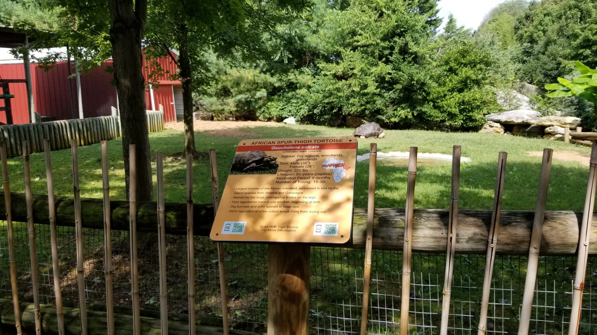 Brights Zoo - Aldabra, Sulcata yard