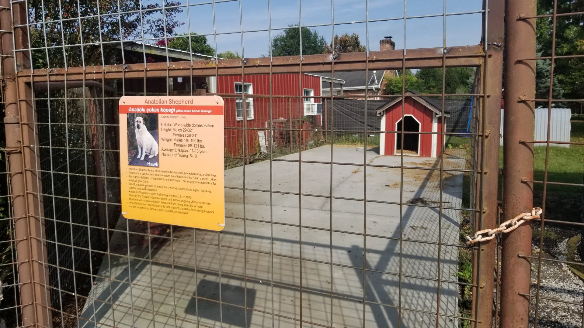 Brights Zoo - Anatolian Shepherd, pet of home behind?