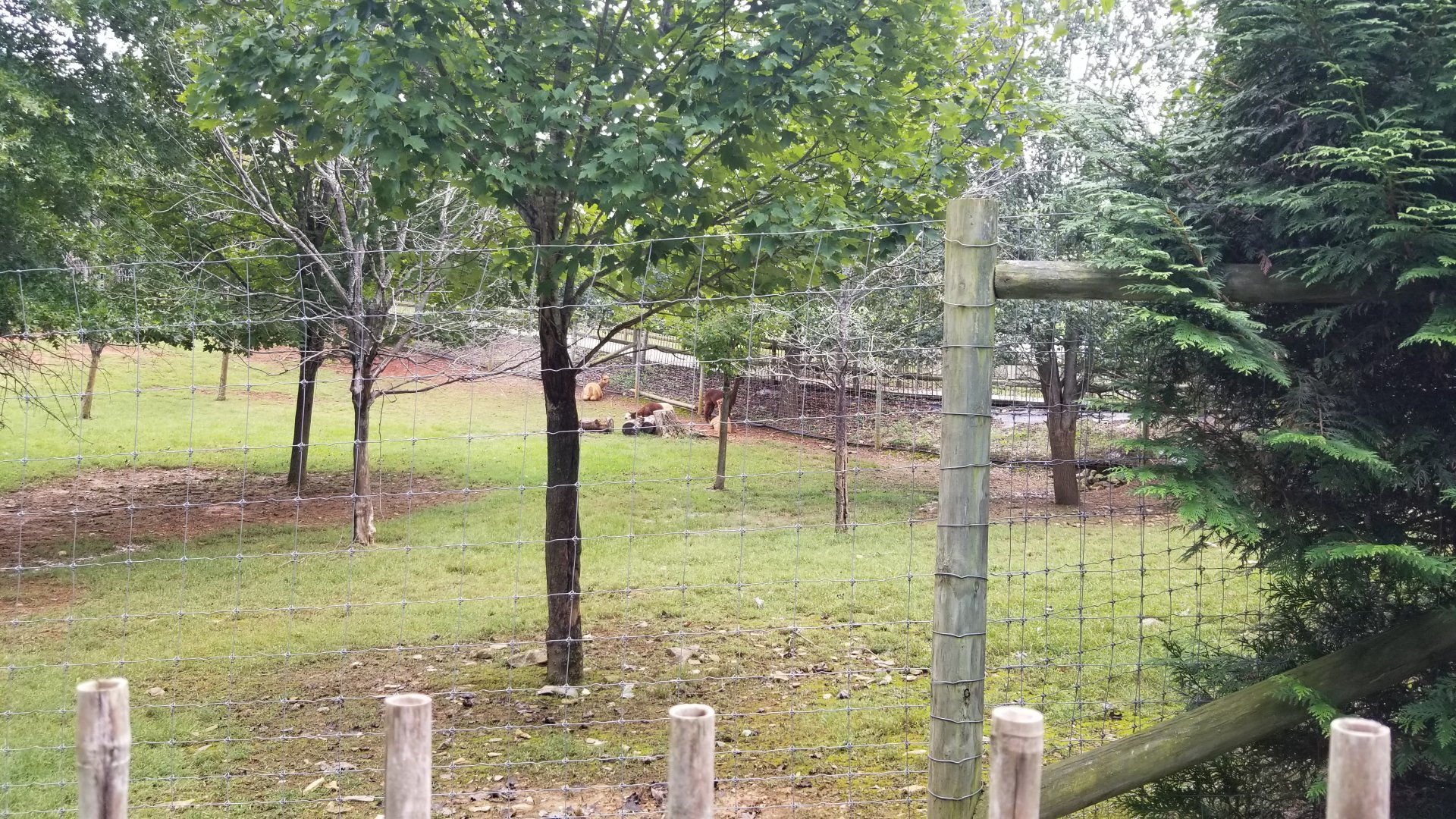 Brights Zoo - Back of alpaca yard