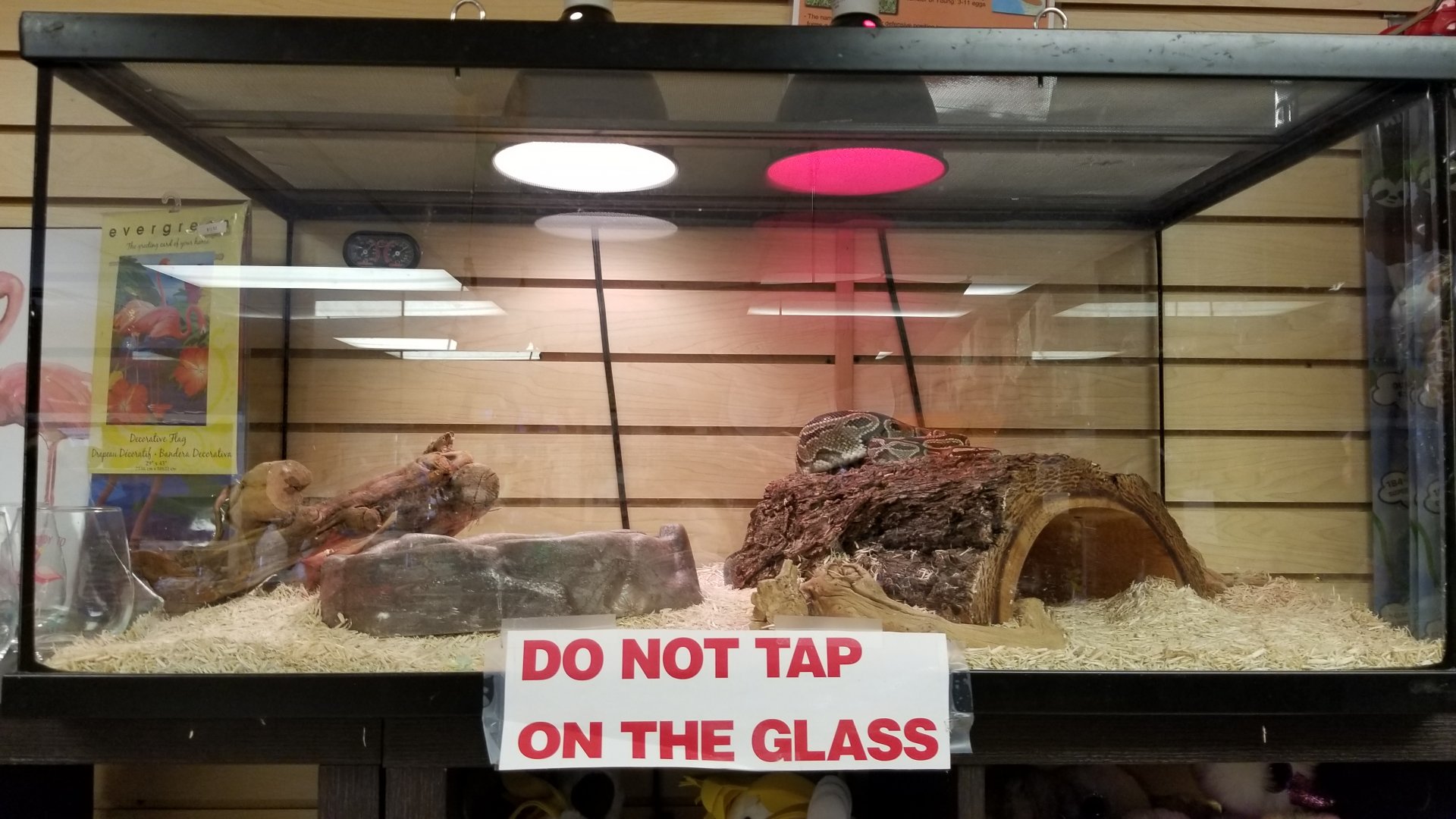 Brights Zoo - Ball python in gift shop