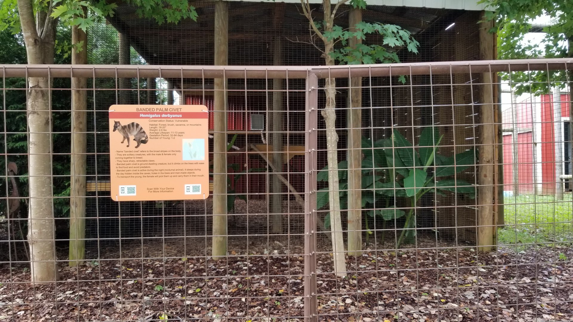 Brights Zoo - Banded Palm Civet exhibit