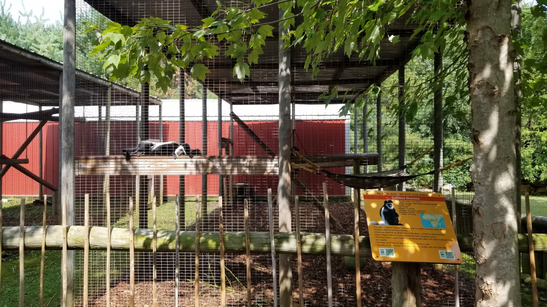 Brights Zoo - Black and White Colobus