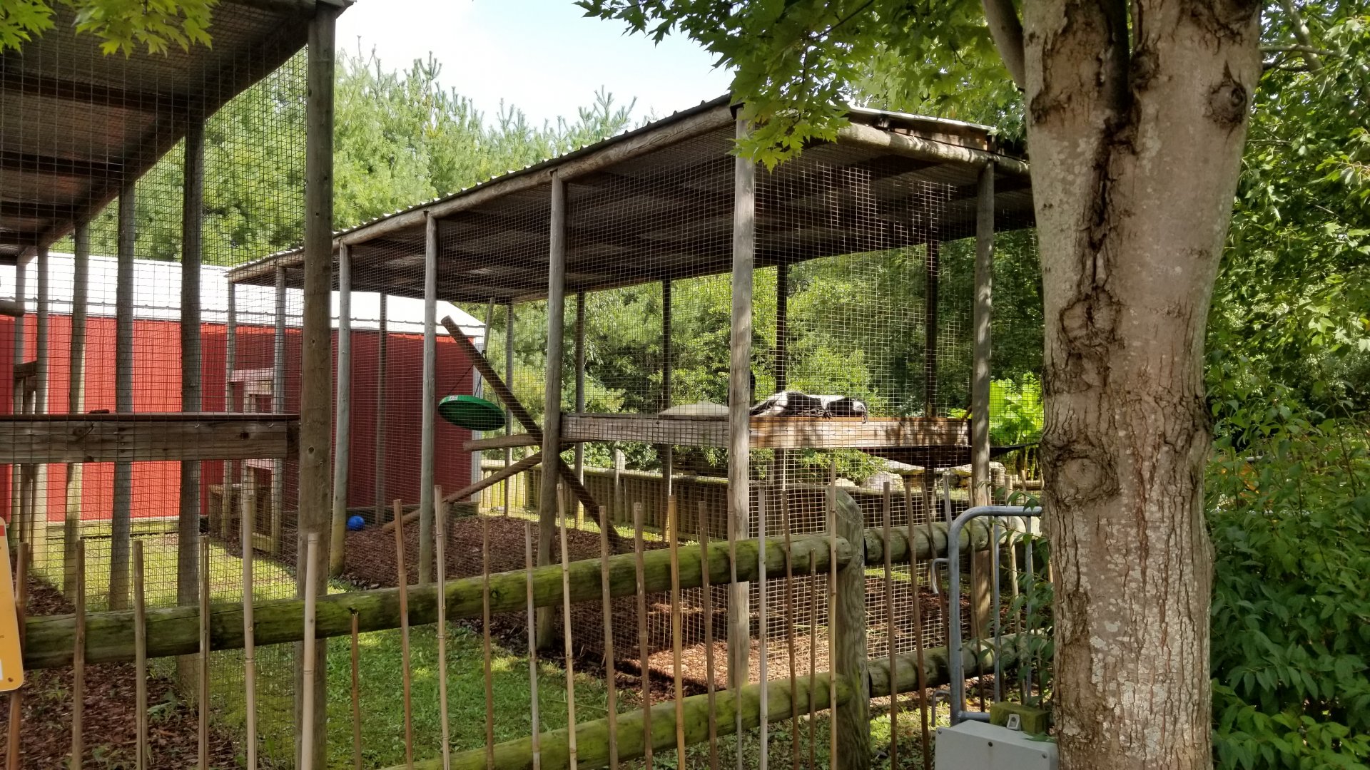 Brights Zoo - Black and White Colobus