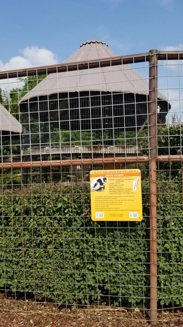 Brights Zoo - Black and White Ruffed Lemur