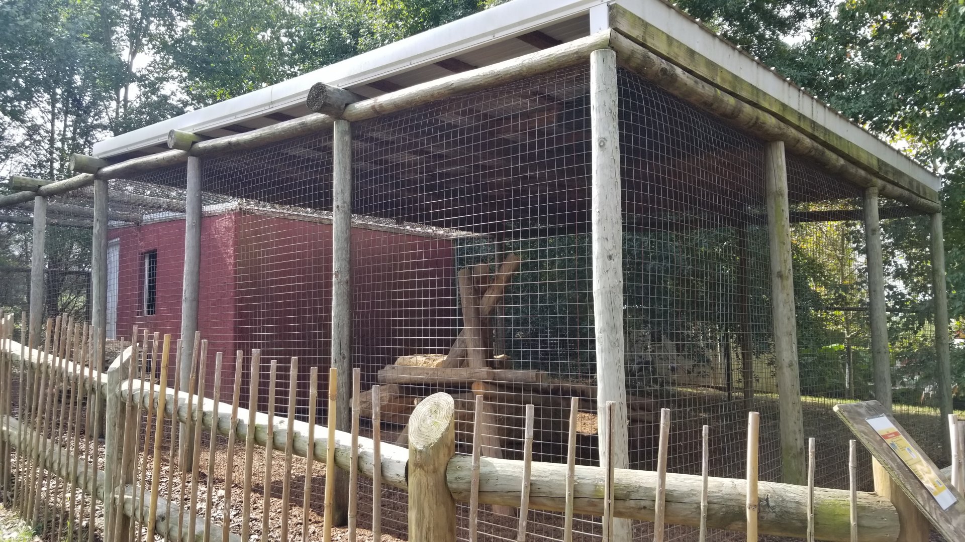 Brights Zoo - Black-backed Jackal yard