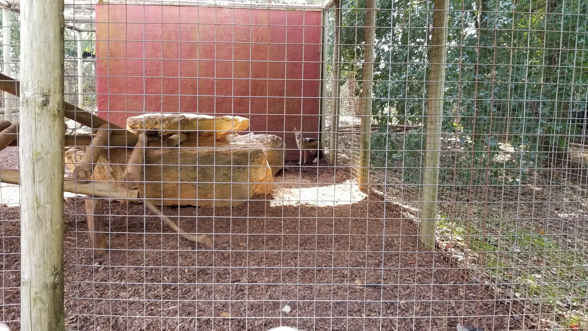 Brights Zoo - Black-backed Jackal