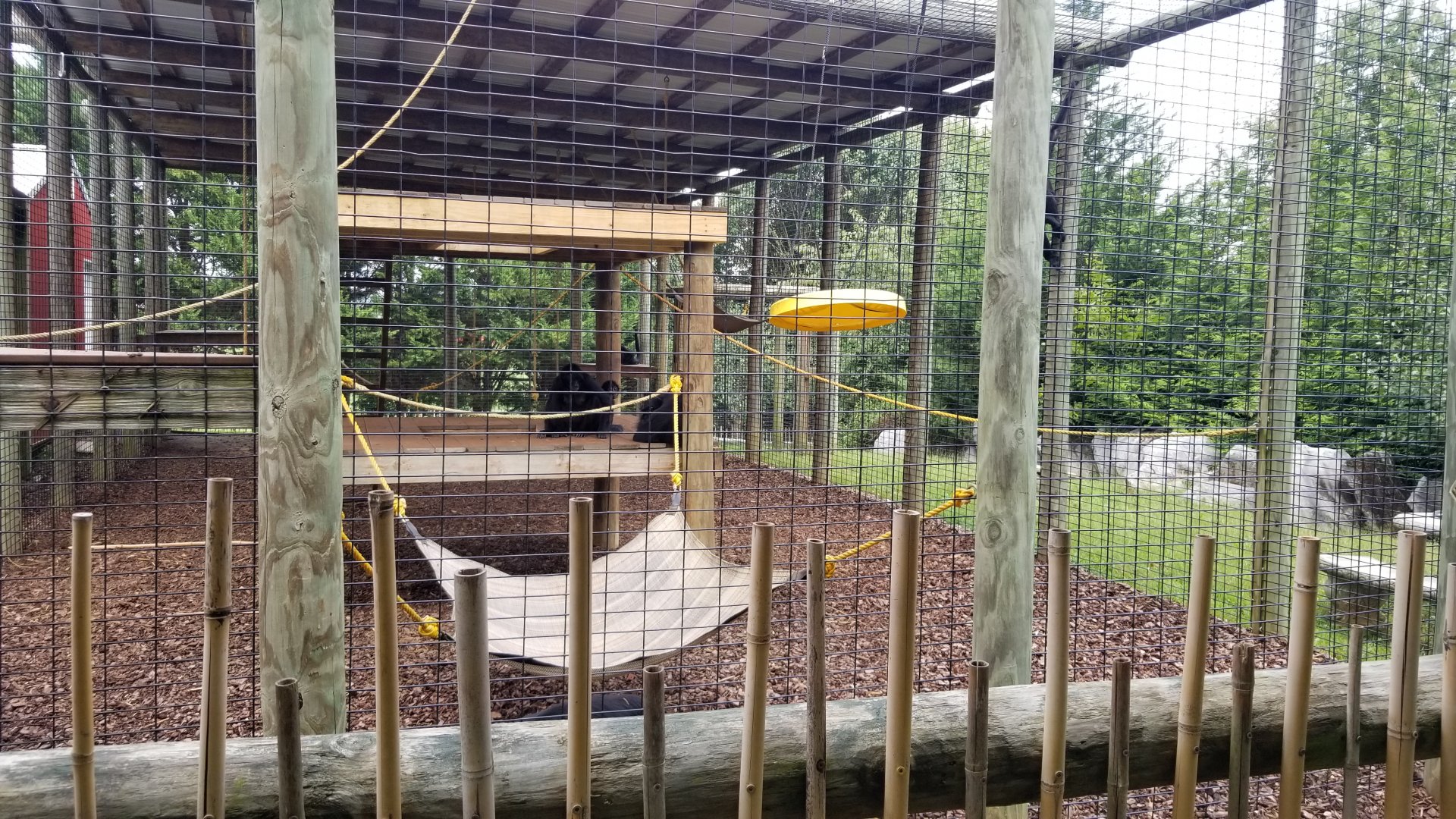 Brights Zoo - Black-handed Spider Monkey