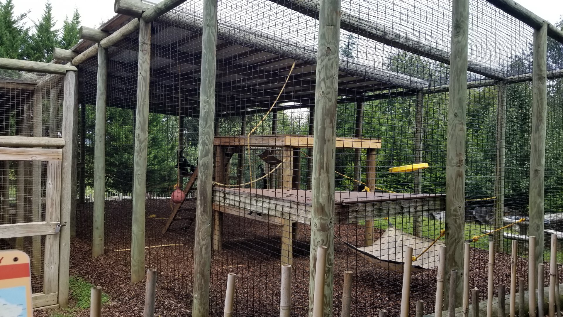 Brights Zoo - Black-handed Spider Monkey