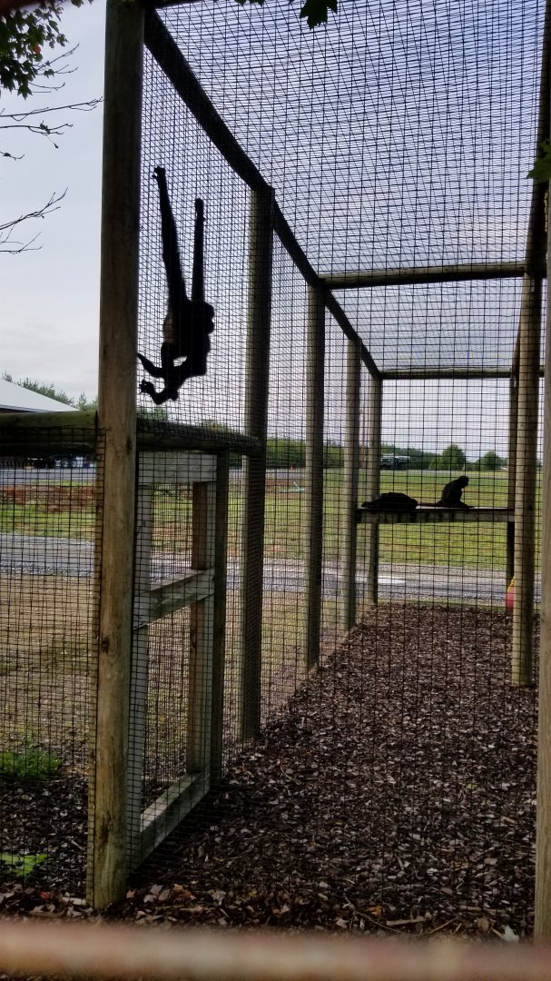 Brights Zoo - Black-handed Spider Monkeys