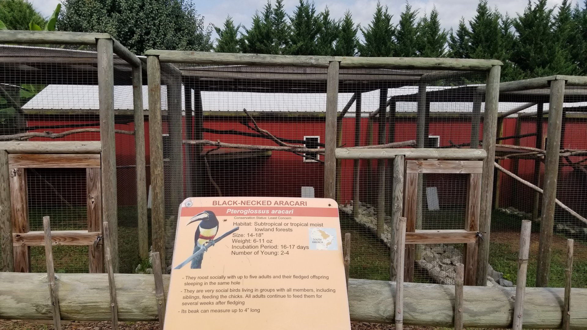 Brights Zoo - Black-necked Aracari