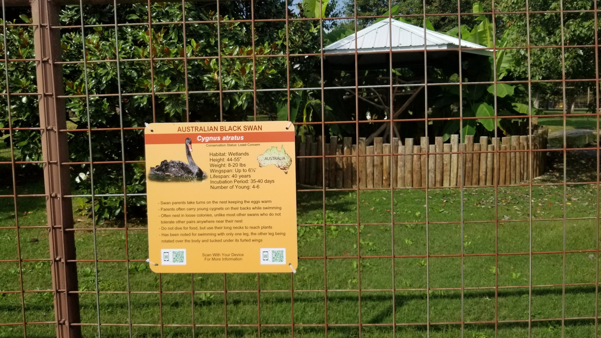 Brights Zoo - Black Swan, Coscoroba Swan area