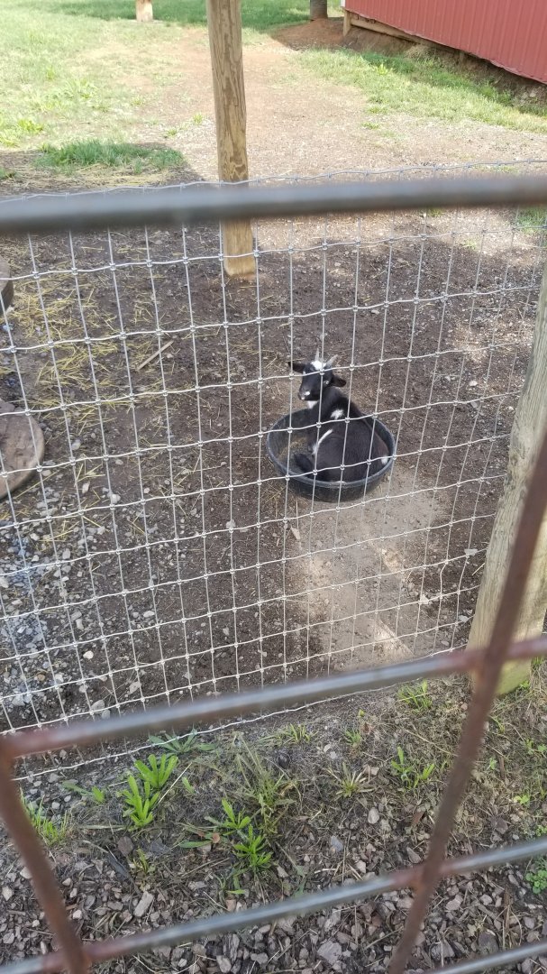 Brights Zoo - Bucket goat