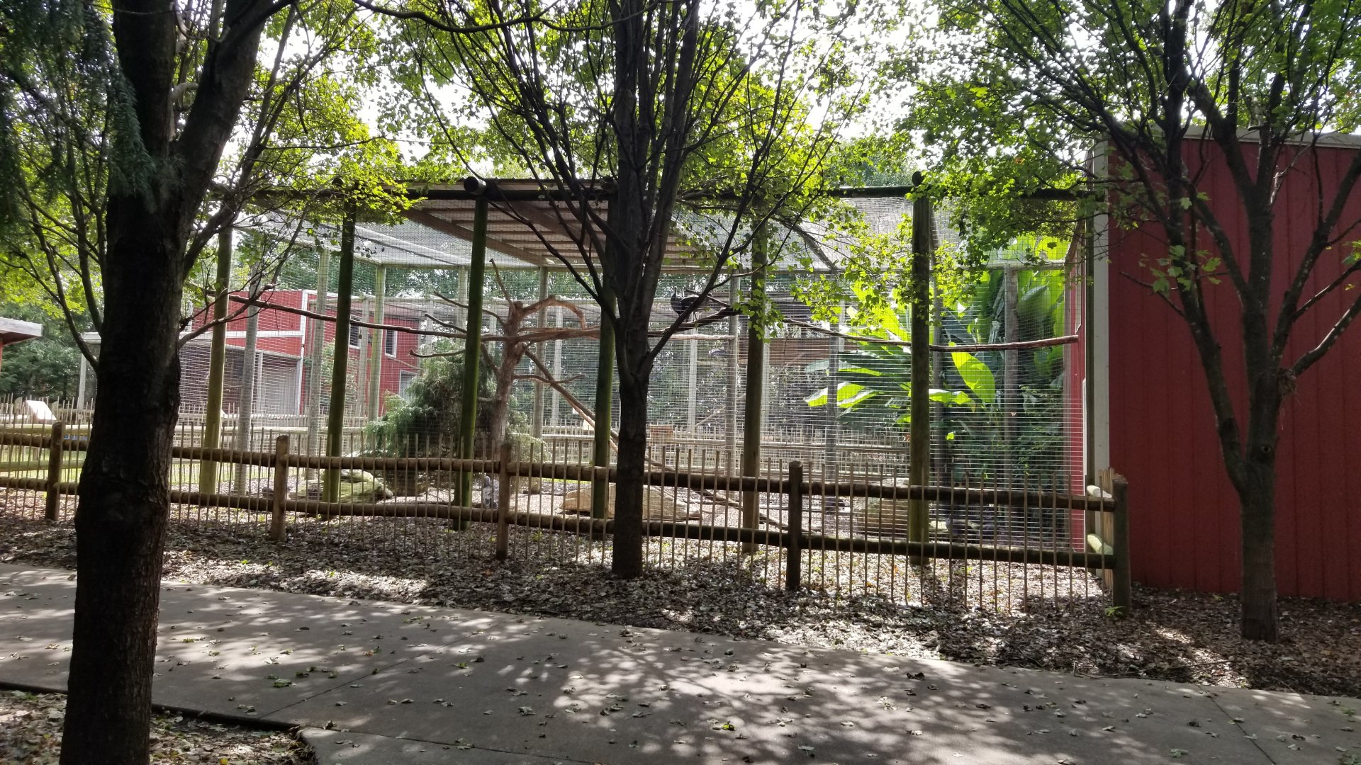 Brights Zoo - Cape Vulture, Vulturine Guineafowl