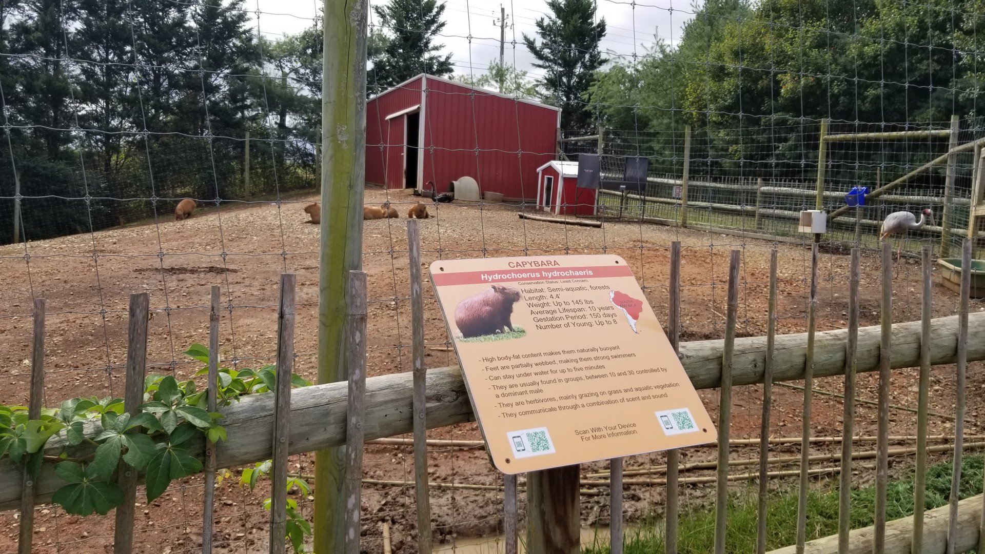 Brights Zoo - Capybara, Sarus Crane, Black Swan yard