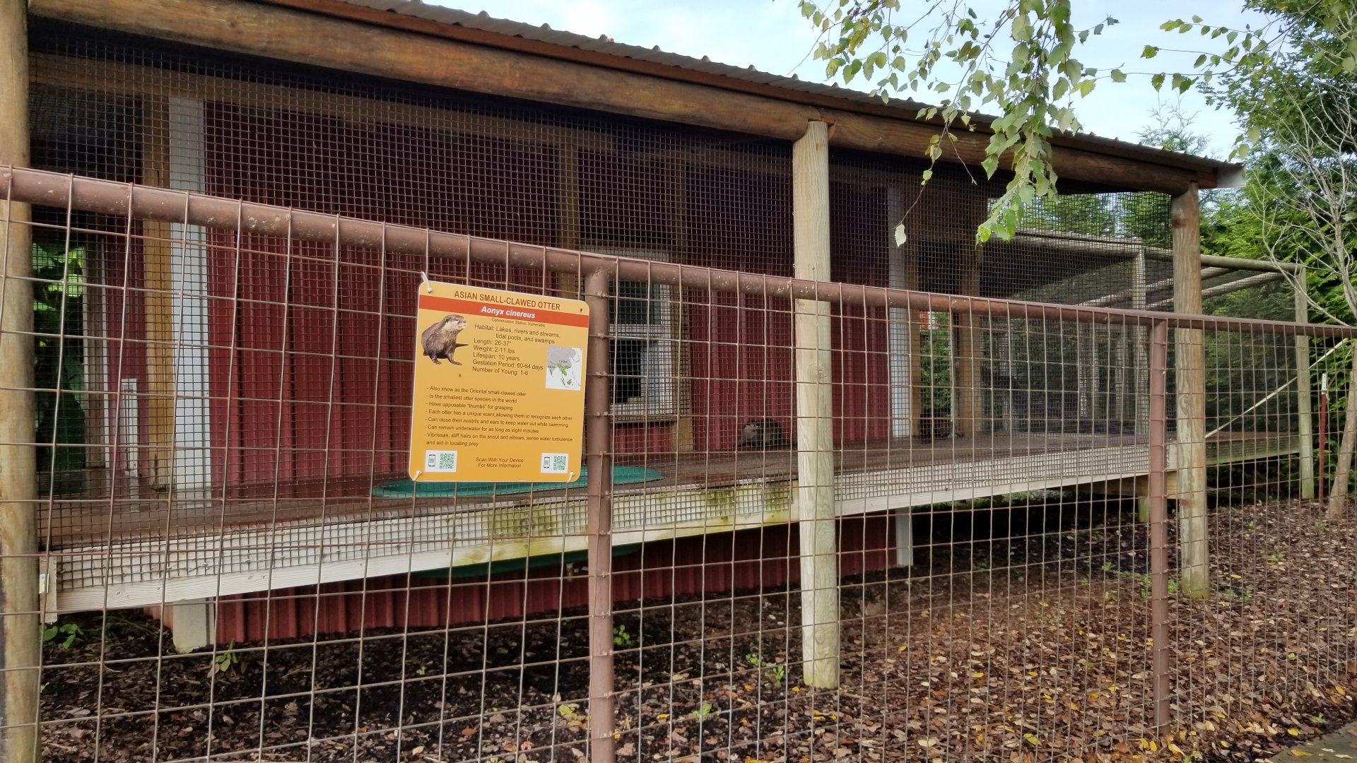 Brights Zoo - center of Small-clawed Otter exhibit