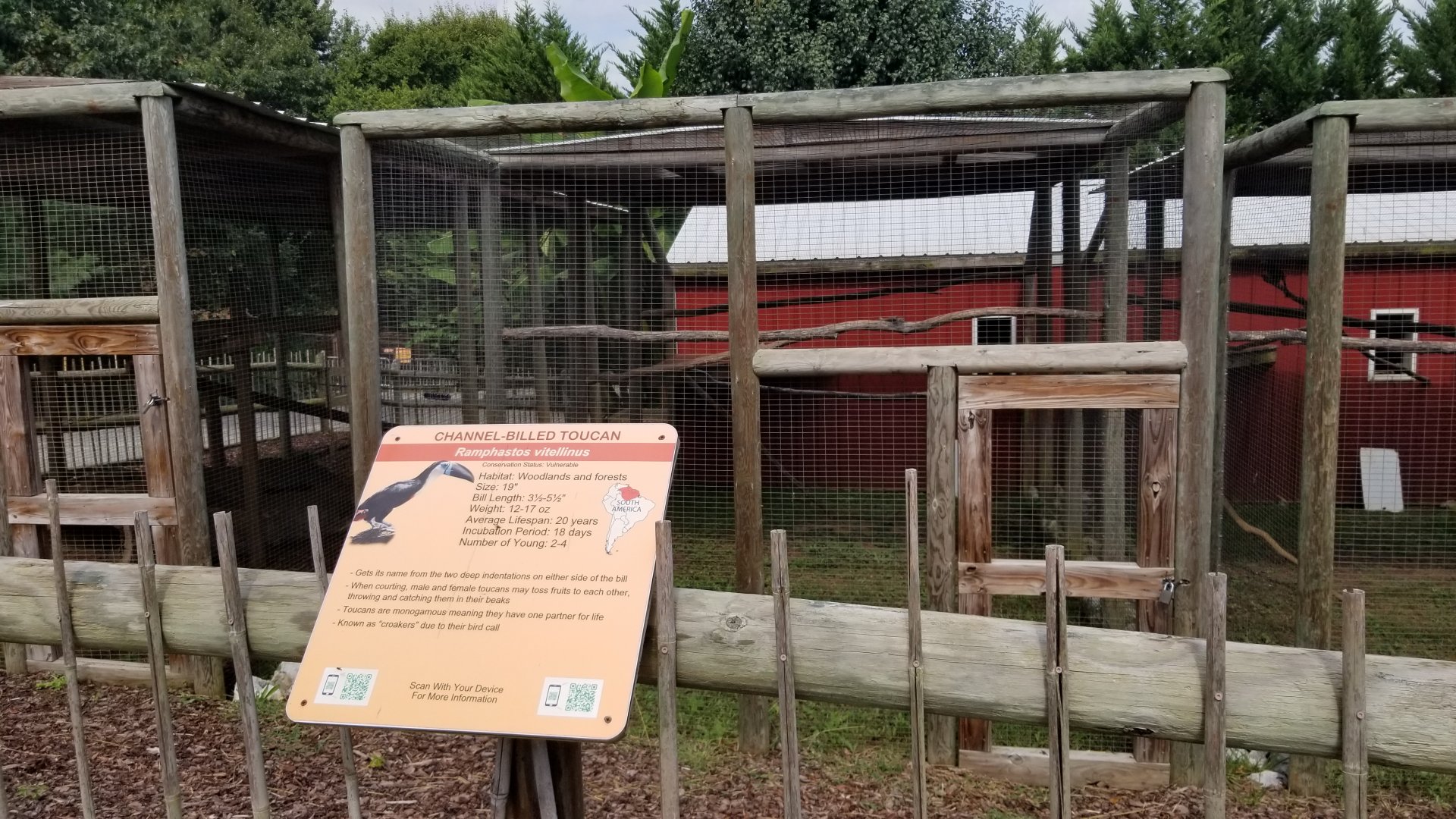 Brights Zoo - Channel-billed Toucan