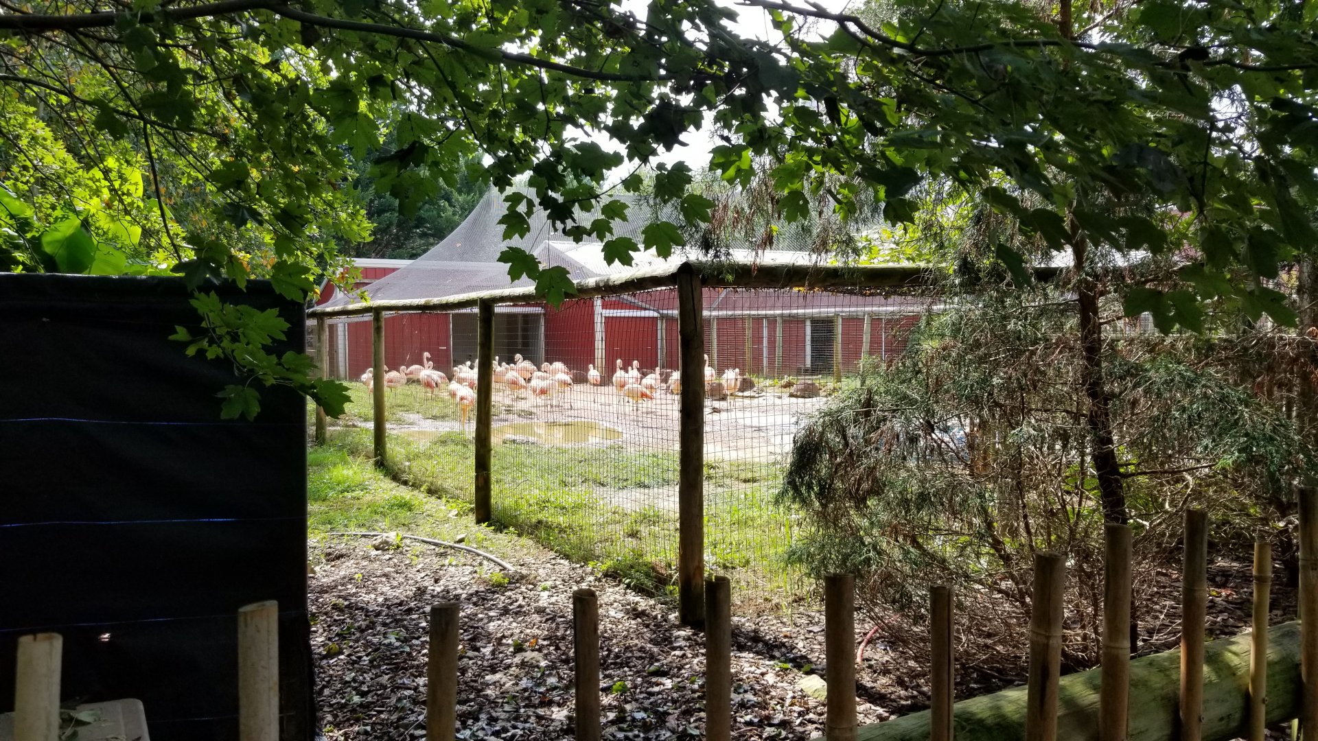 Brights Zoo - Chilean Flamingos