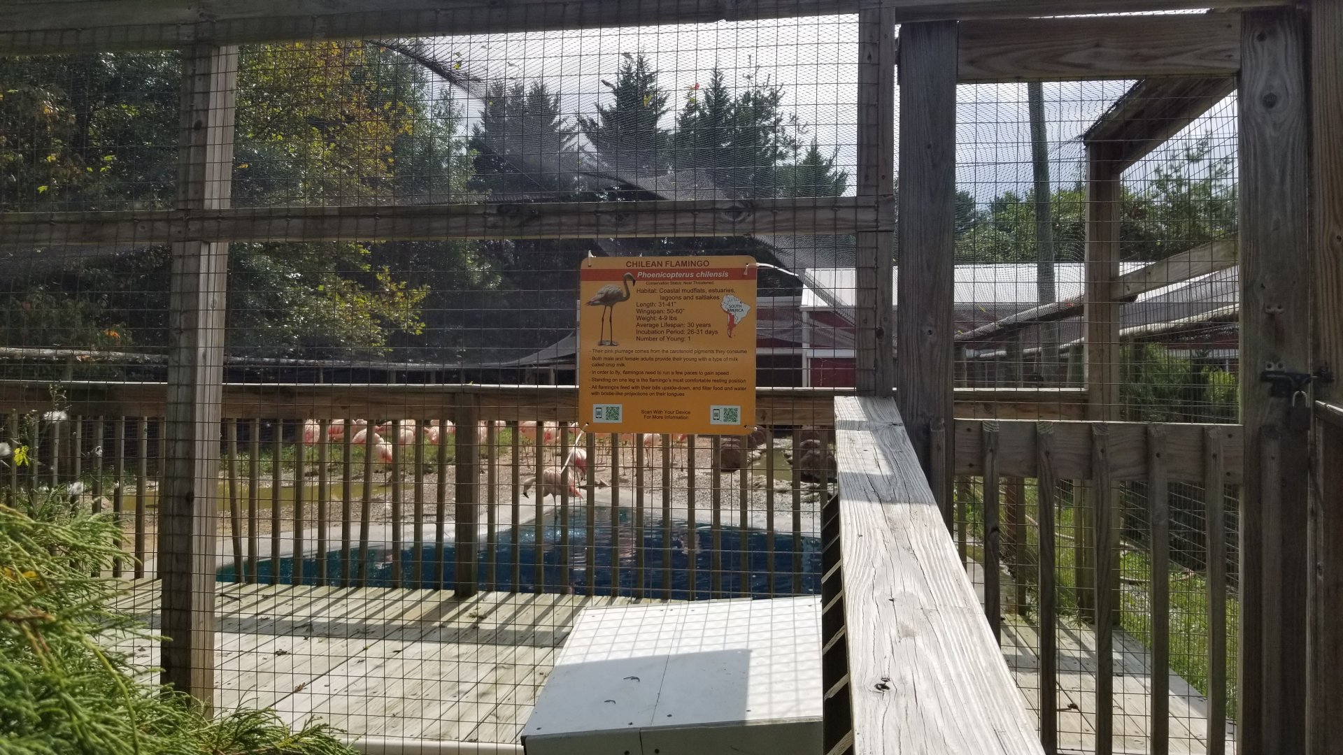 Brights Zoo - Chilean Flamingos
