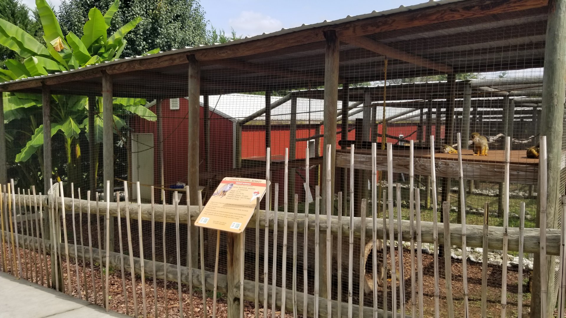 Brights Zoo - Common Squirrel Monkey
