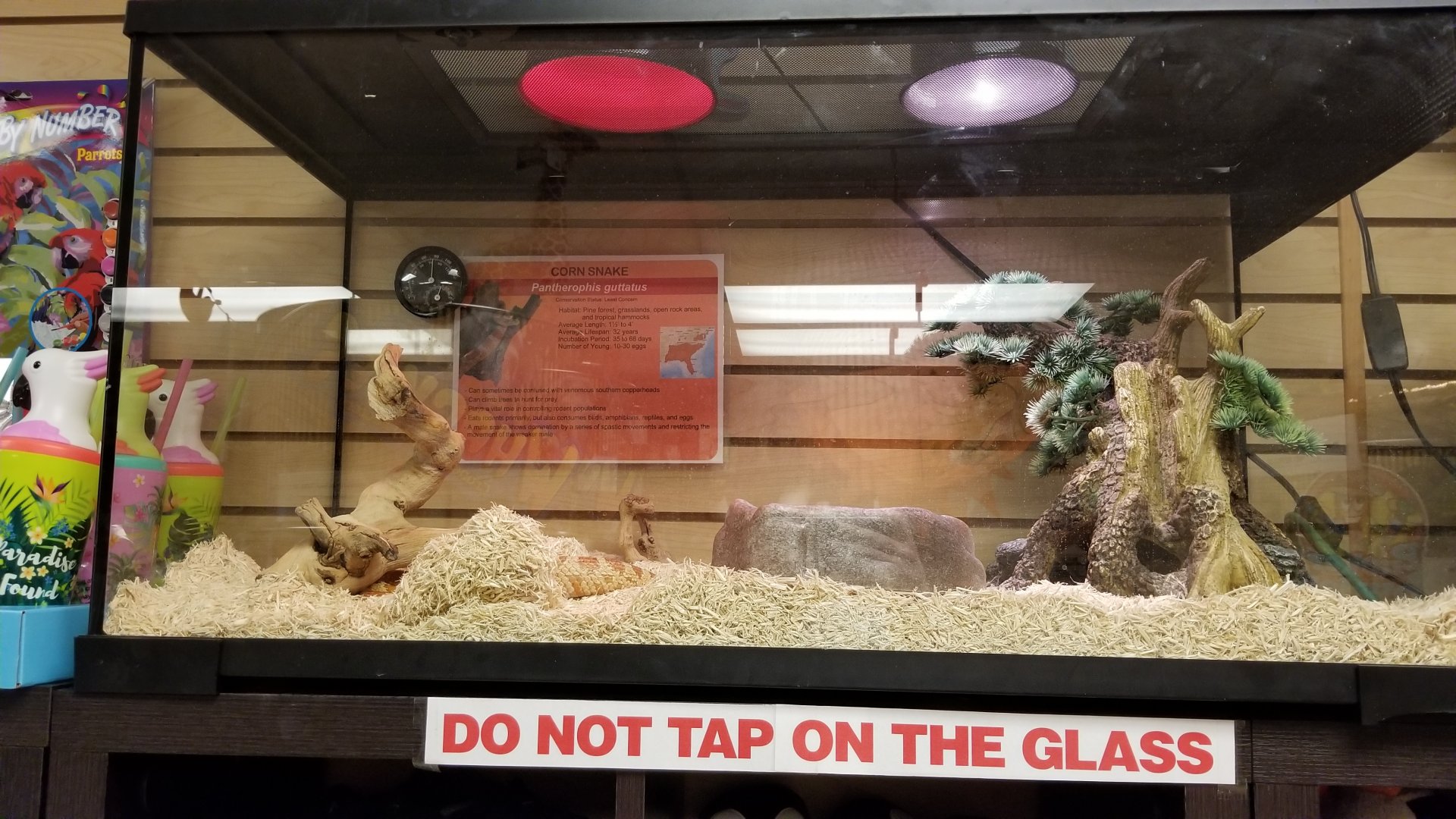 Brights Zoo - Corn snake in gift shop