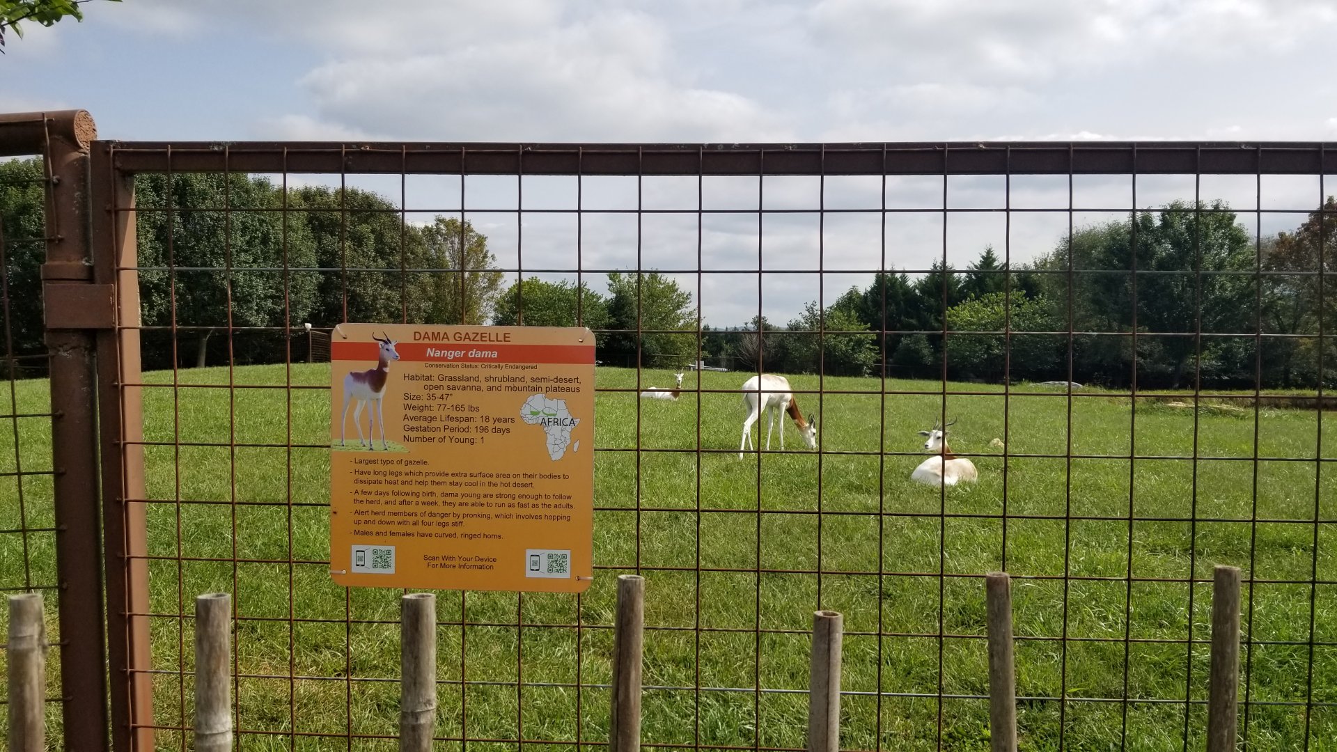 Brights Zoo - Dama Gazelle