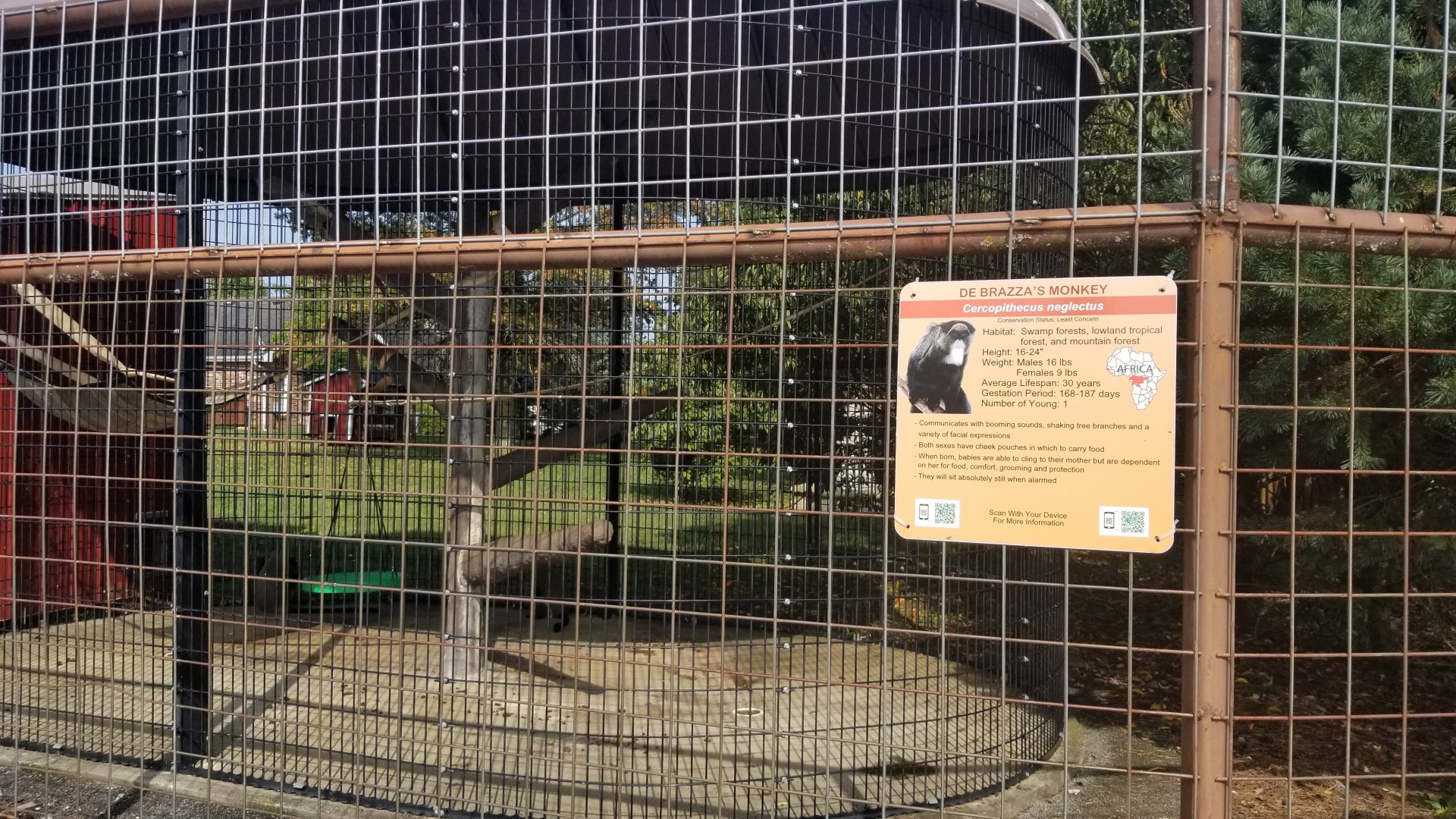 Brights Zoo - DeBrazza's Monkey