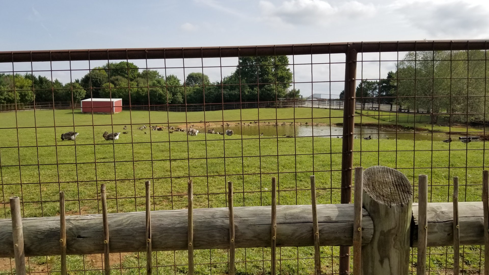 Brights Zoo - Duck and geese species in Oryx yard