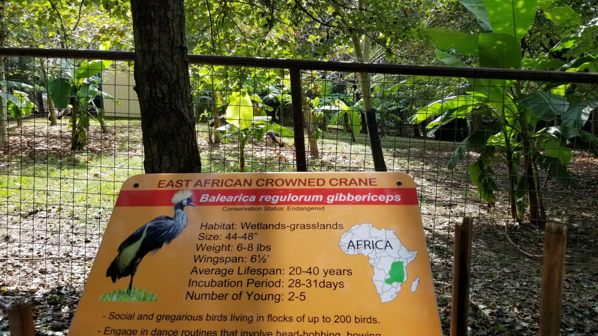 Brights Zoo - East African Crowned Crane yard