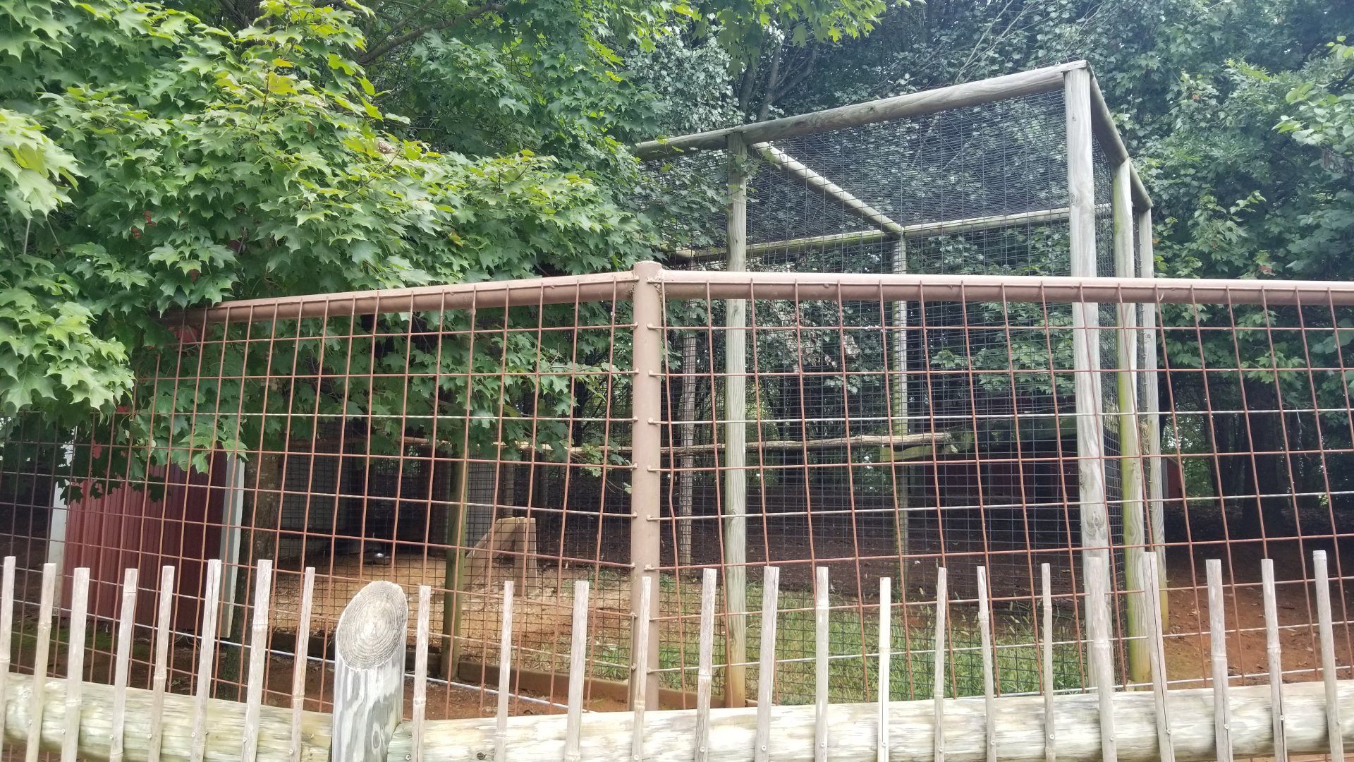 Brights Zoo - Eurasian Eagle Owl