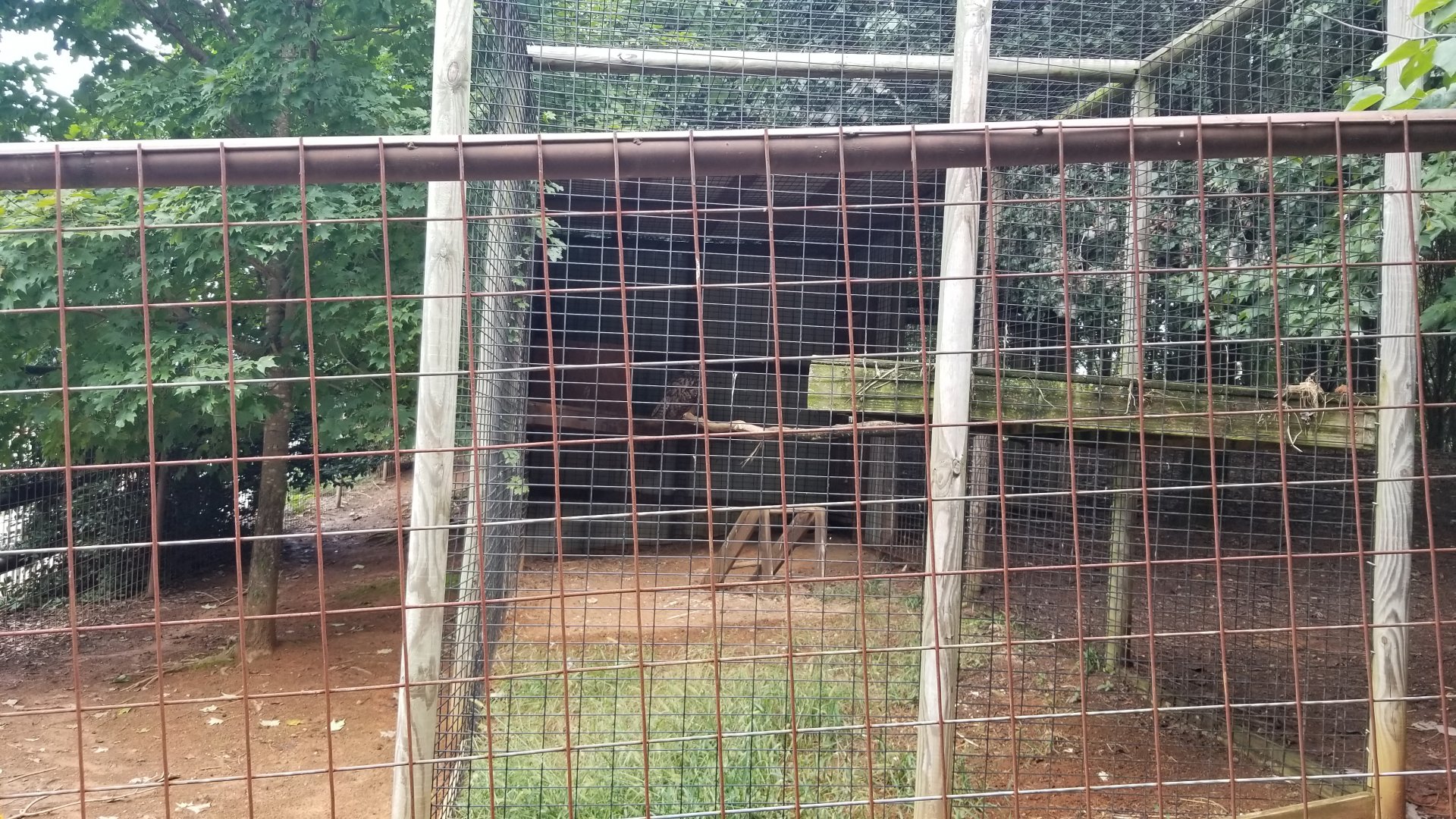 Brights Zoo - Eurasian Eagle Owl