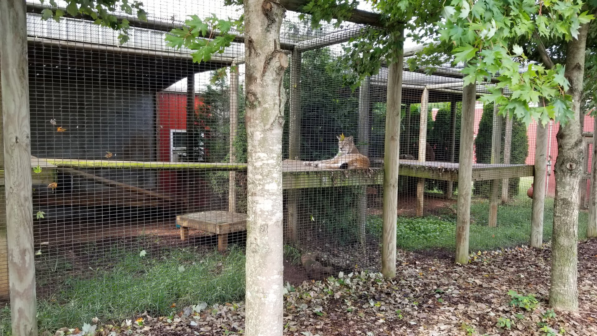 Brights Zoo - Eurasian Lynx