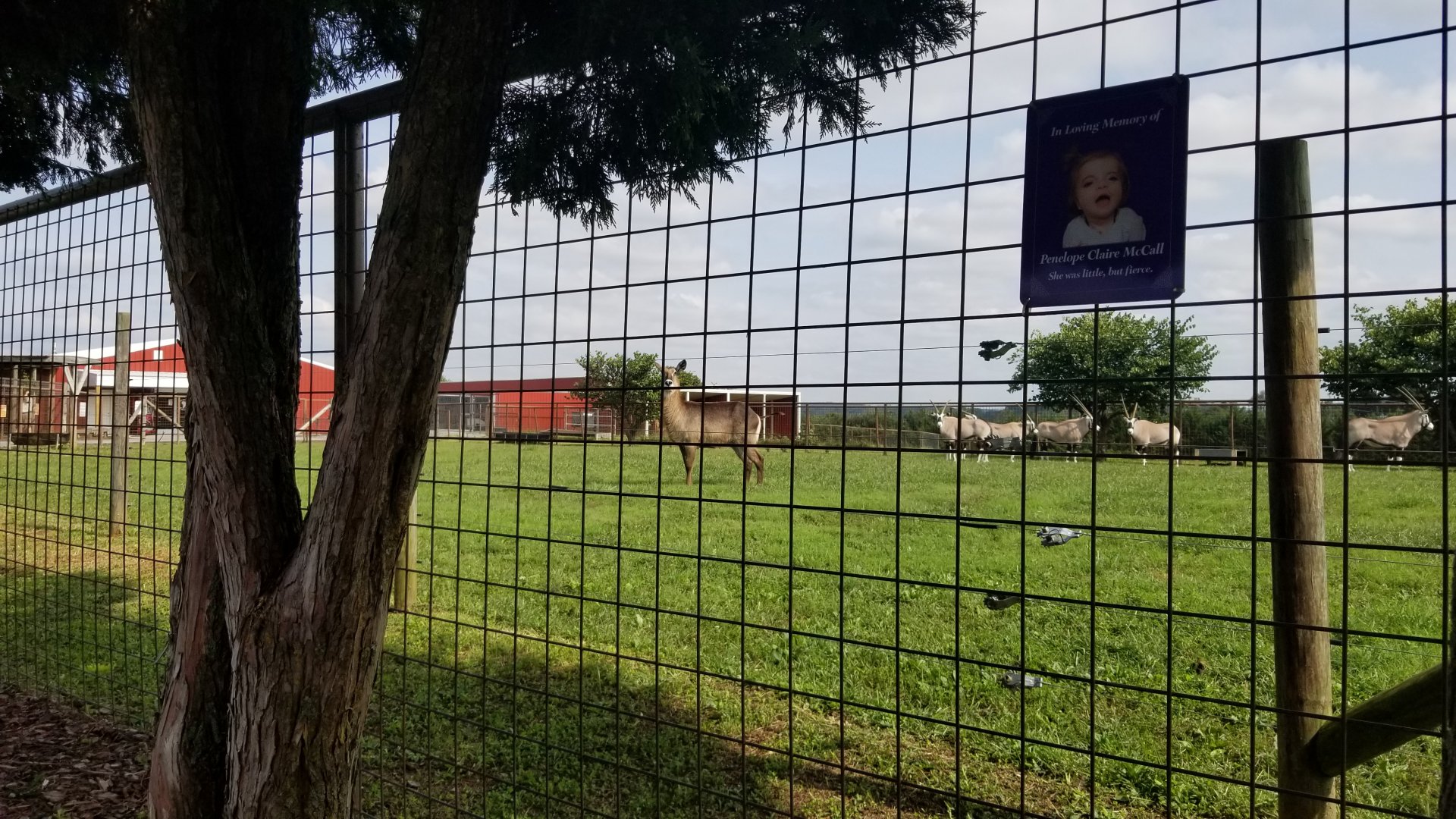 Brights Zoo - Gemsbok, Waterbuck