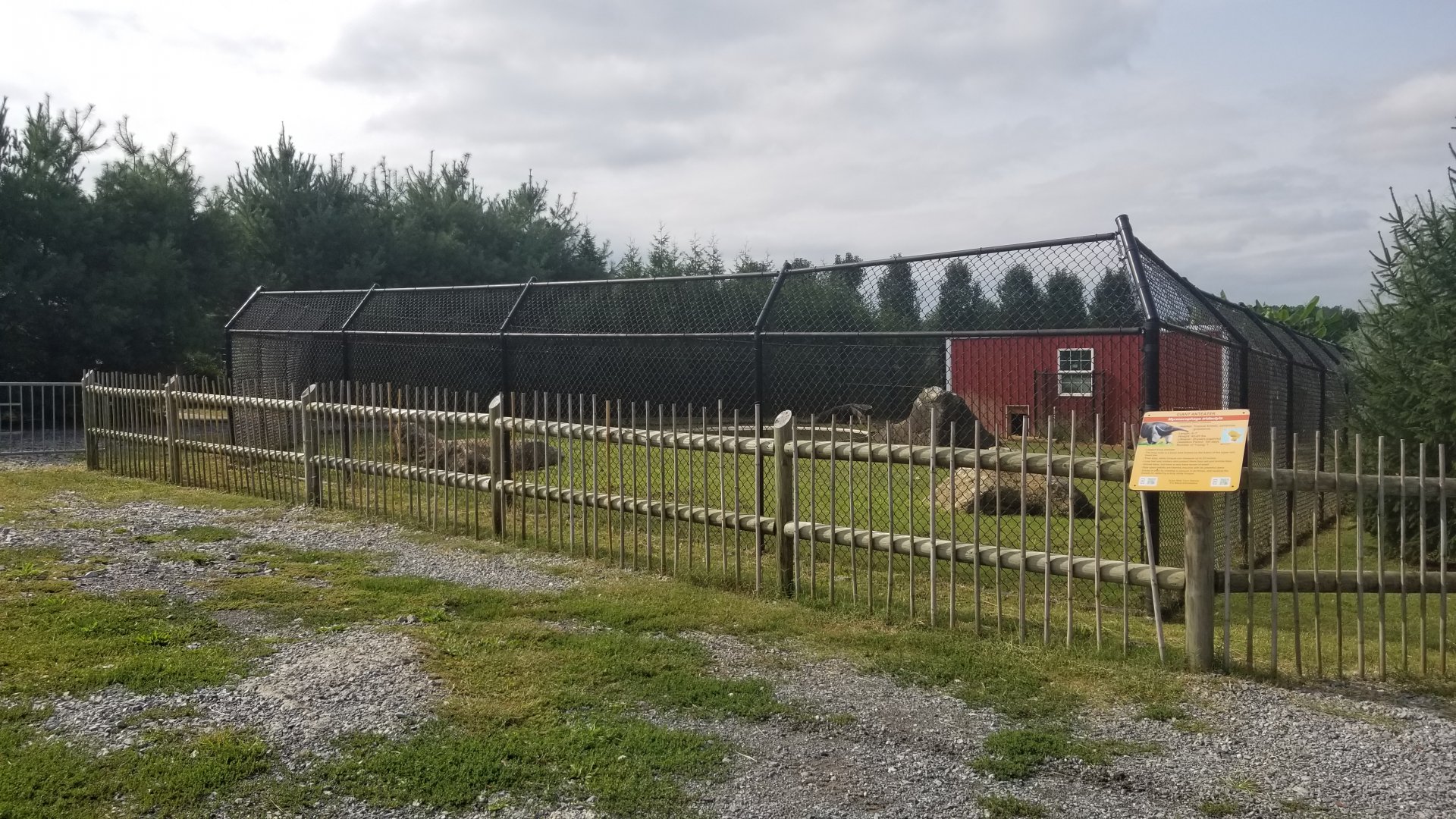 Brights Zoo - Giant Anteater yard