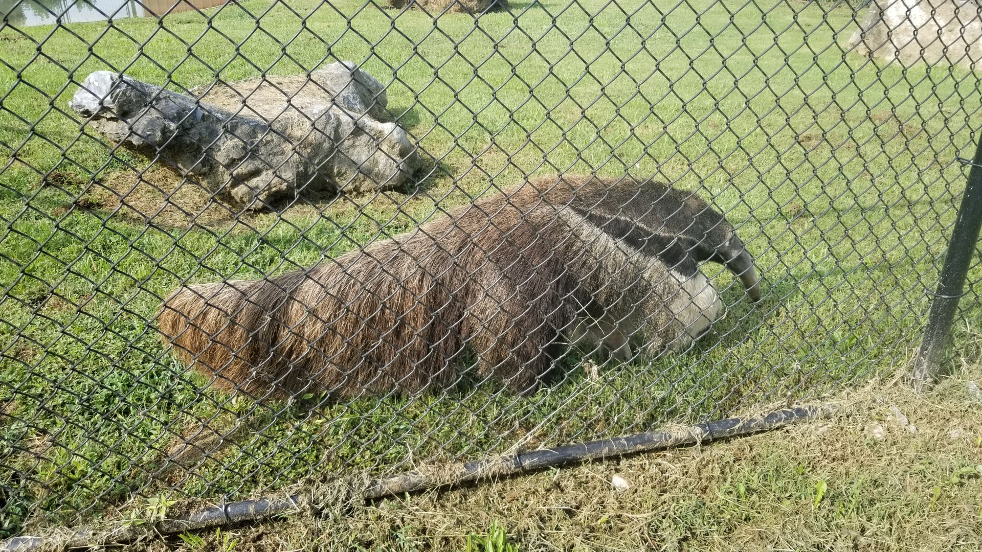 Brights Zoo - Giant Anteater
