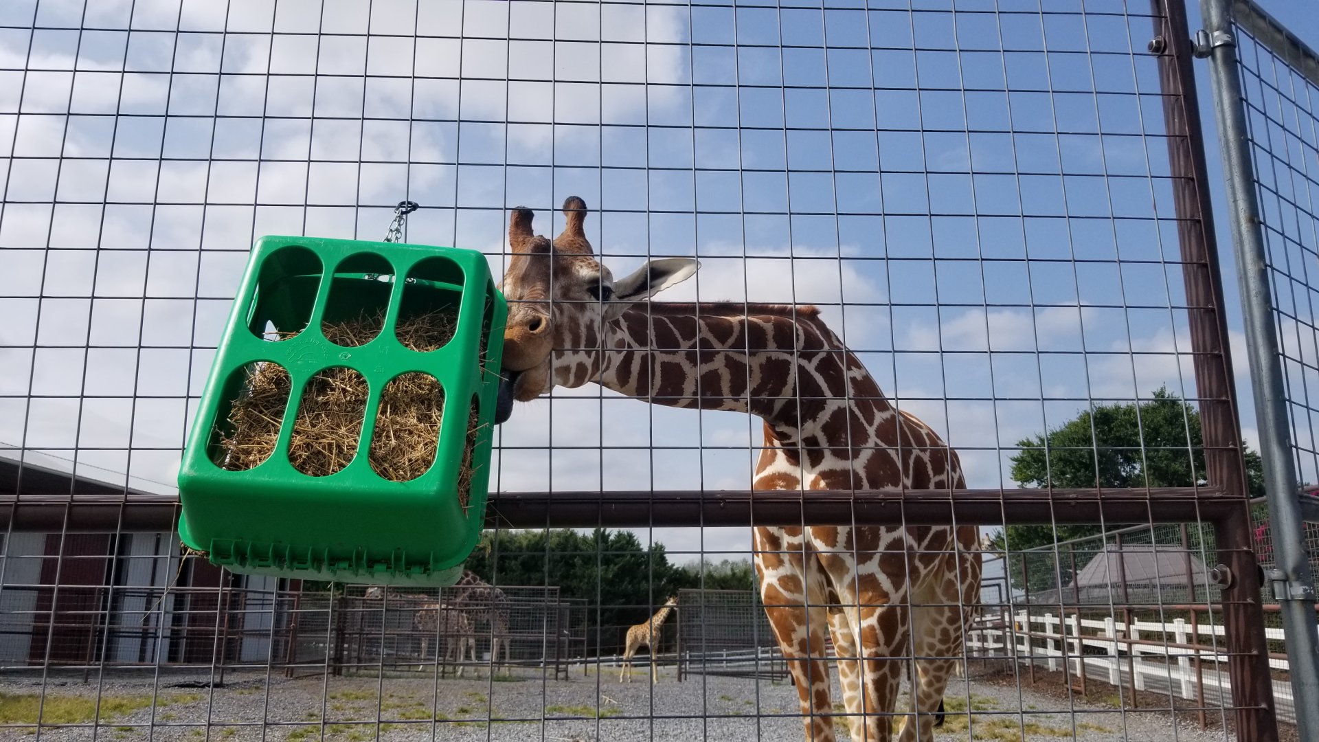 Brights Zoo - Giraffe