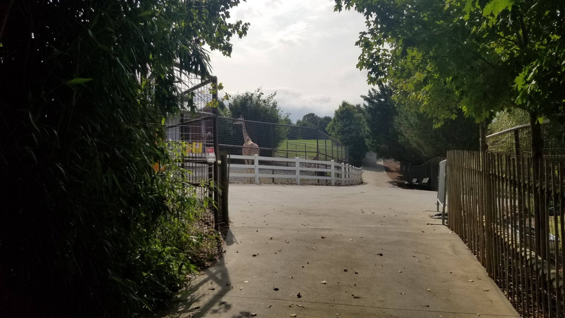 Brights Zoo - Giraffes from ungulate path