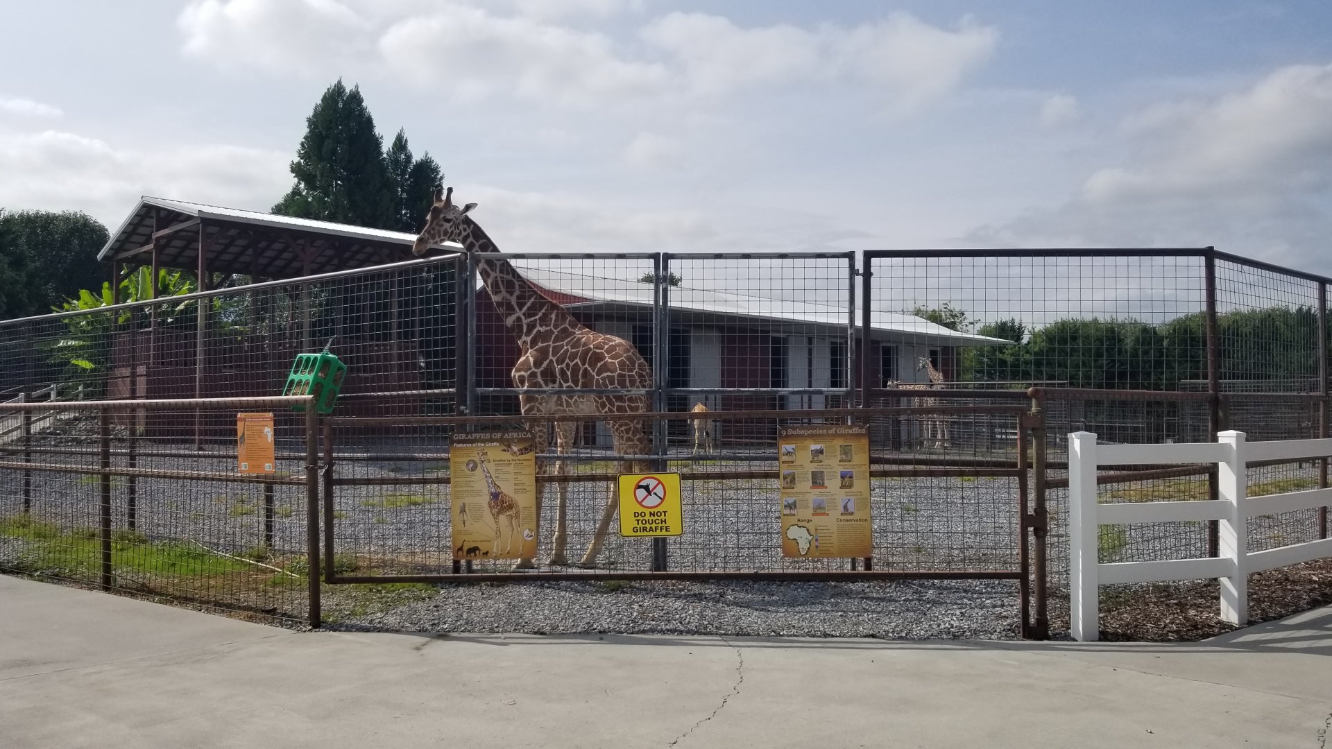 Brights Zoo - Giraffes