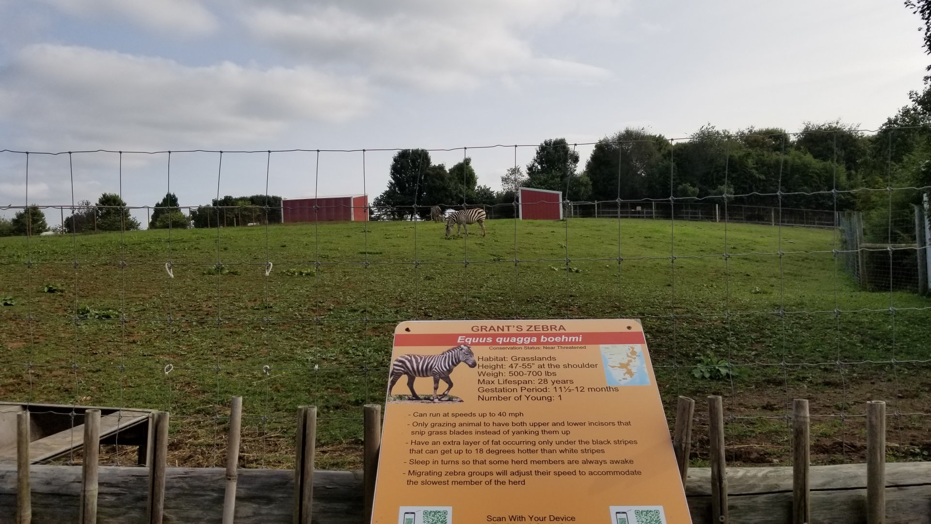 Brights Zoo - Grant's Zebra